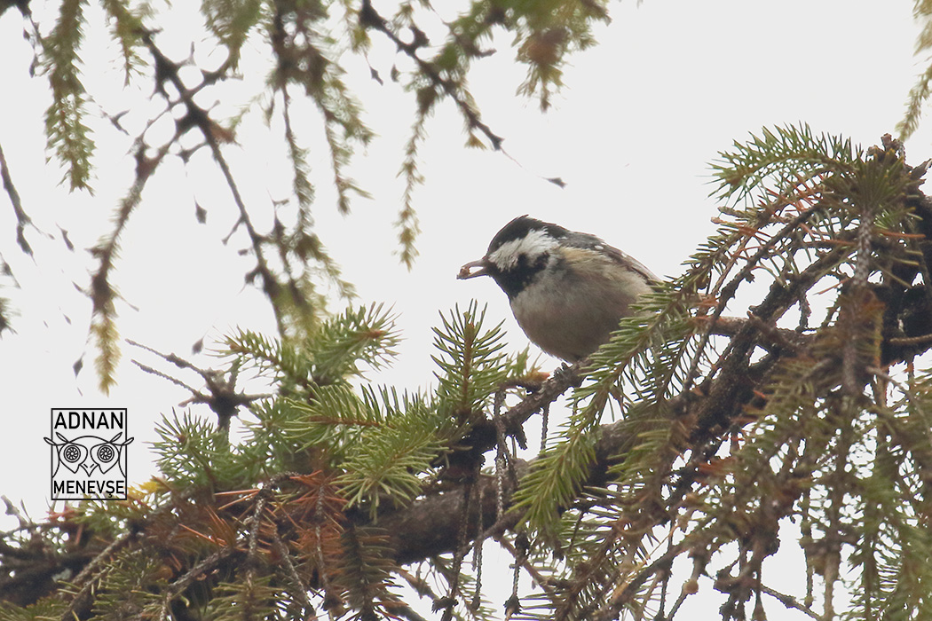 Coal Tit